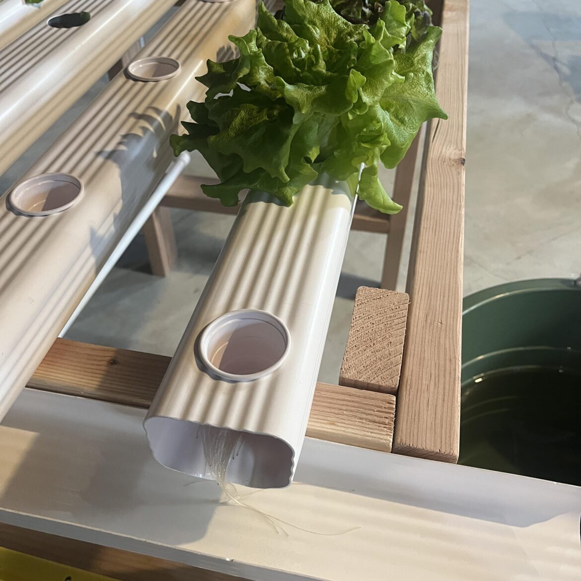 Why are my NFT lettuce roots so long?