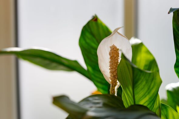 Peace Lily Bloom with Leaves