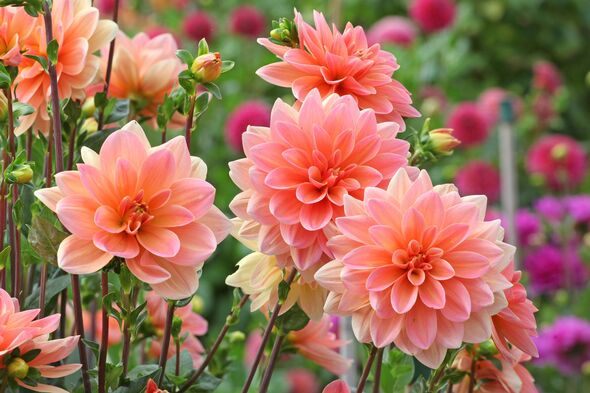 Peach orange waterlily Dahlia 'Mister Frans' in flower. Peach orange waterlily Dahlia 'Mister Frans' in flower.