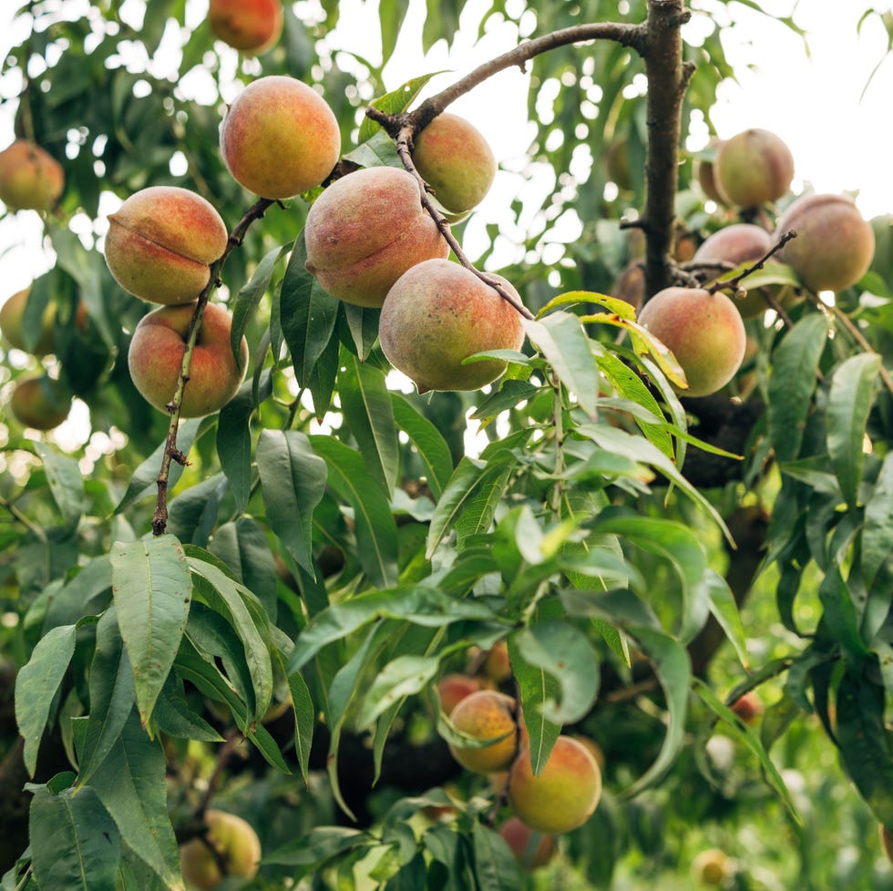 branch strewn with peaches on a tree in the garden
