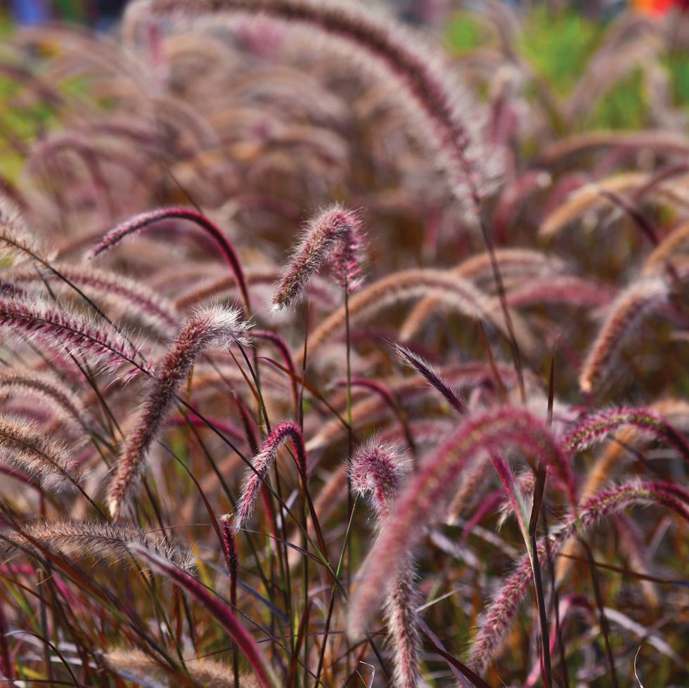 ornamental grasses with fluffy pinkish flower spikes in a lush green setting, pennisetum purple fountain grass