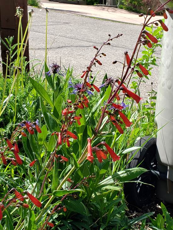 penstemon5.17.20.jpg