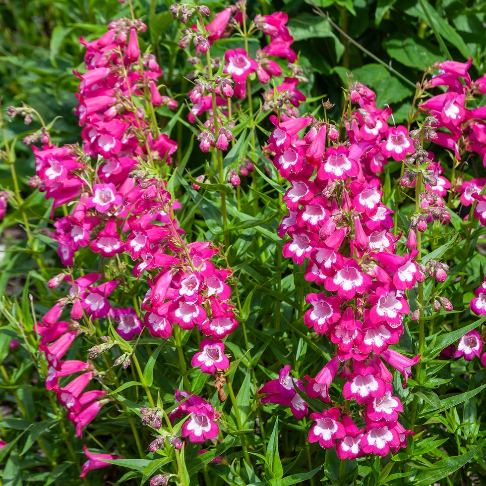 penstemon 'pensham marilyn' a summer autumn fall flowering plant with a pink white summertime flower, stock photo image