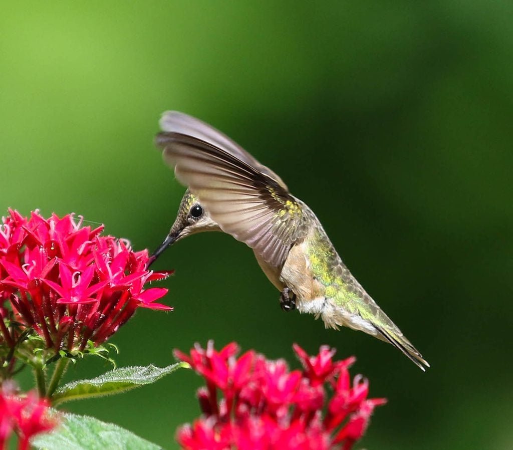 hummingbird facts, potted plants that attract hummingbirds