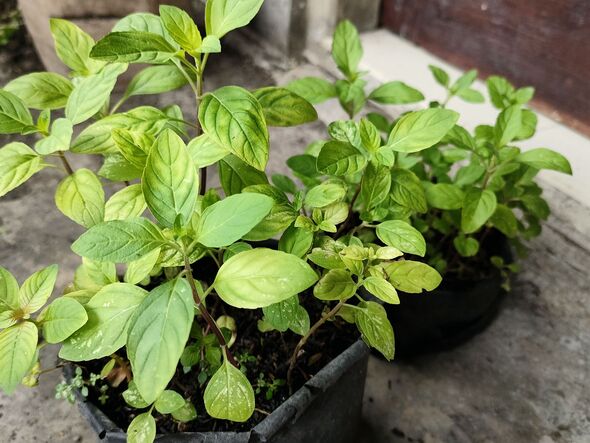 Peppermint Plants Growing in Nursery Pots