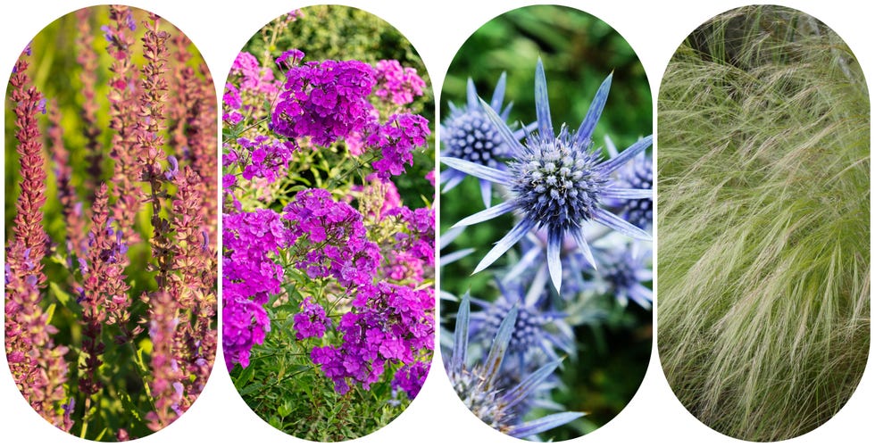West-facing garden plants westfacing garden plants, salvia, phlox, eryngium and stipa tenuissima