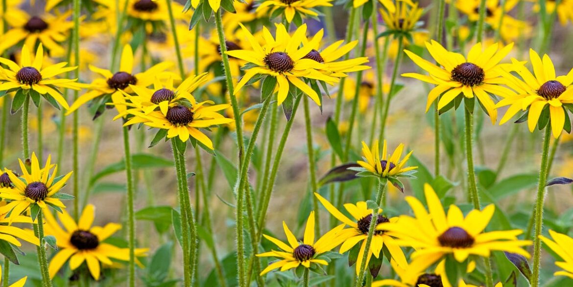 Plant These 6 Perennials In March For Stunning Summer Colour Plant These 6 Perennials In March For Stunning Summer Colour