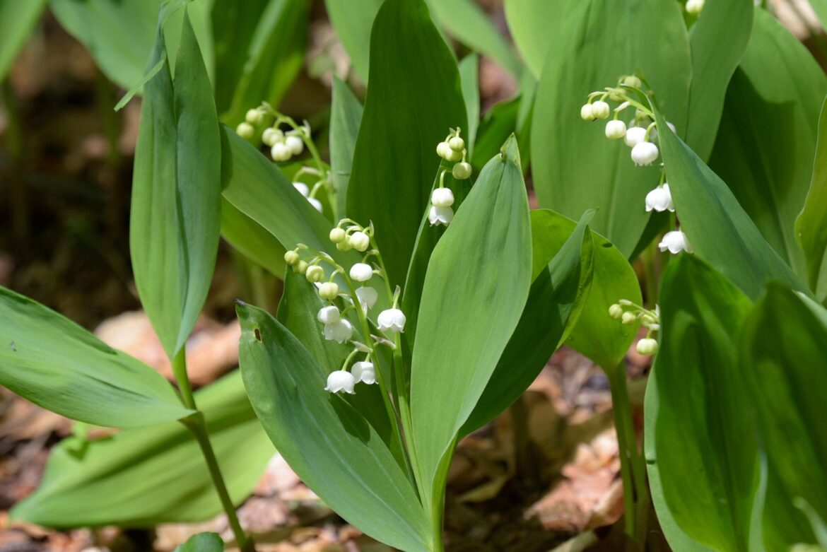 6 Problematic Perennials to Never Plant in Your Garden 6 Problematic Perennials to Never Plant in Your Garden