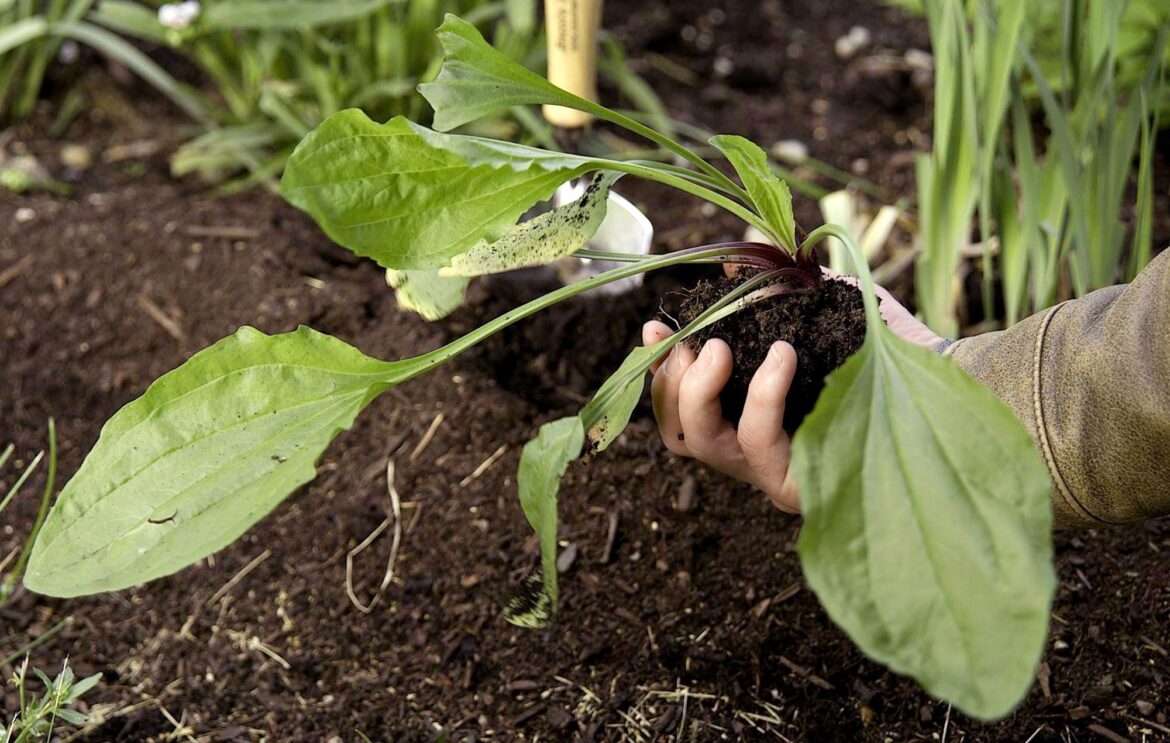 How to Identify and Control Them