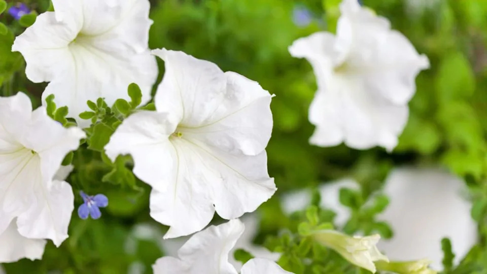 Image Credit: Deposit Photos