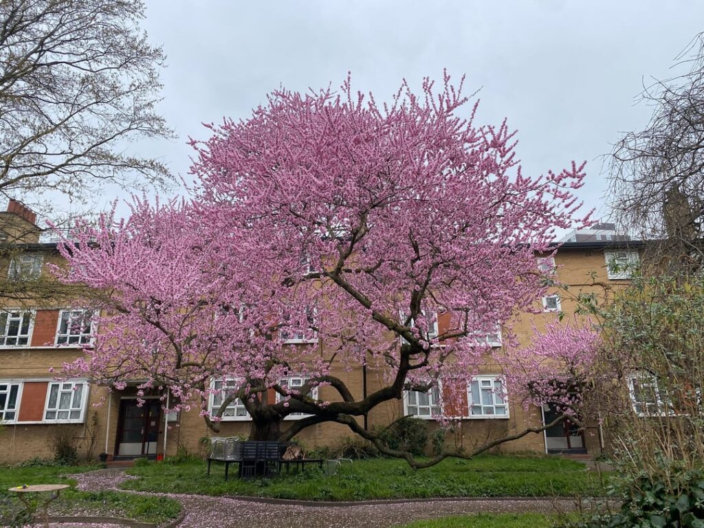 The Best Tree, please advise The Best Tree, please advise