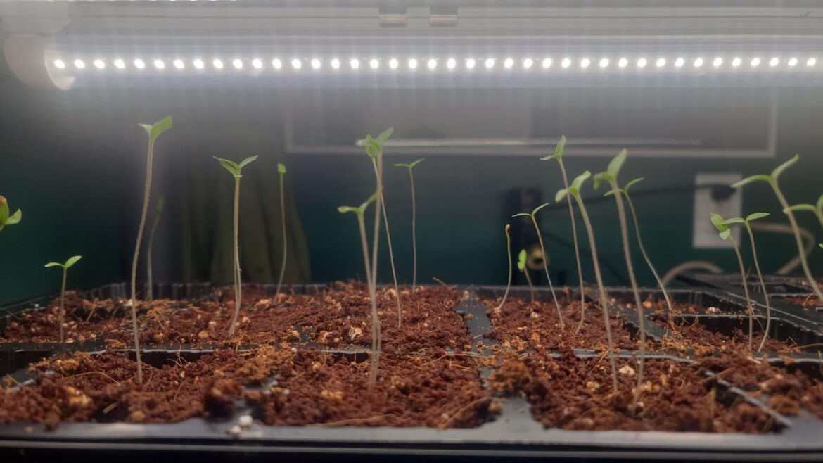 Ack! Roma Tomatoes germinated and went leggy within 3 days!! Ack! Roma Tomatoes germinated and went leggy within 3 days!!