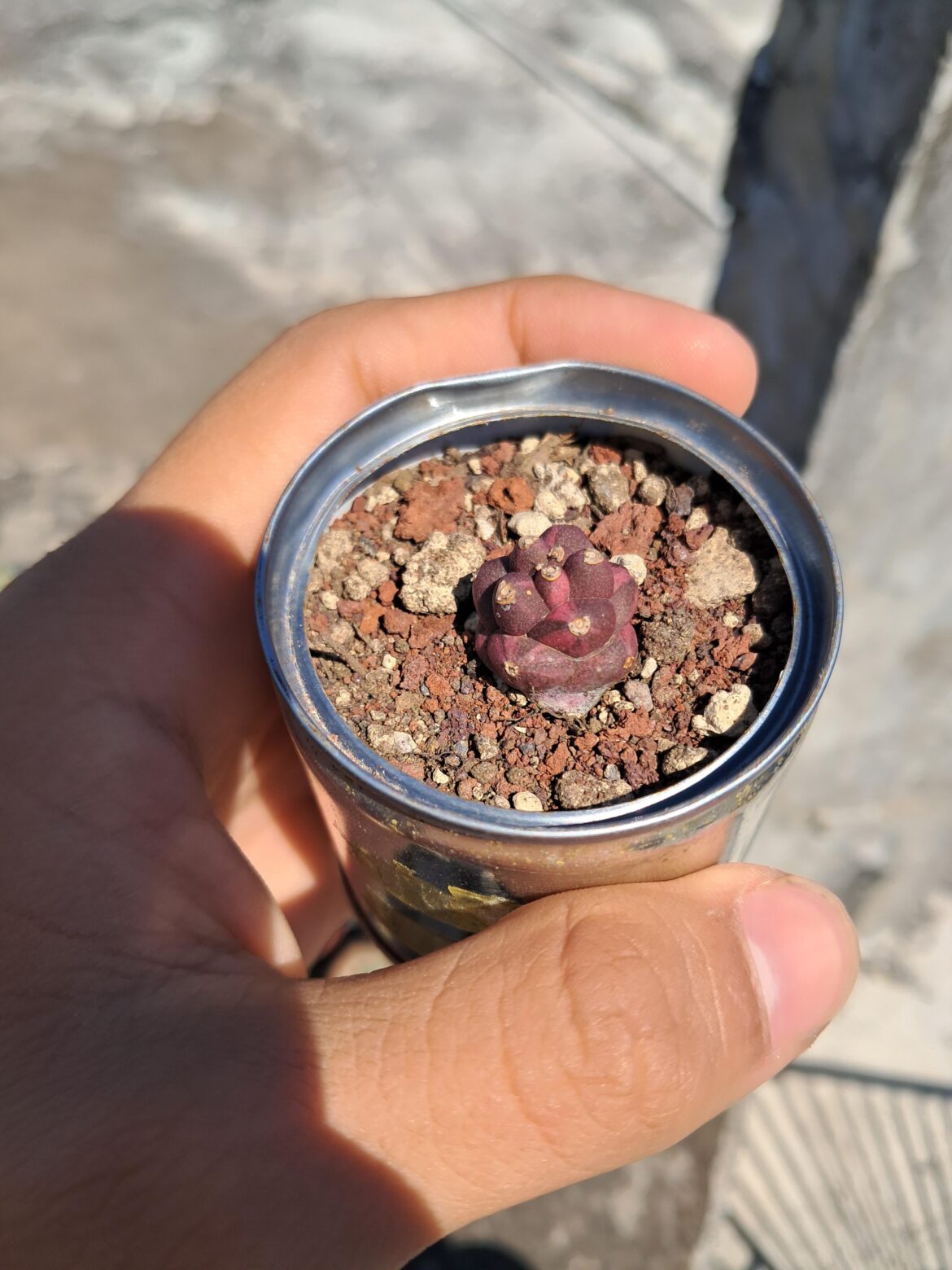 Porque mi euphorbia es de este color?