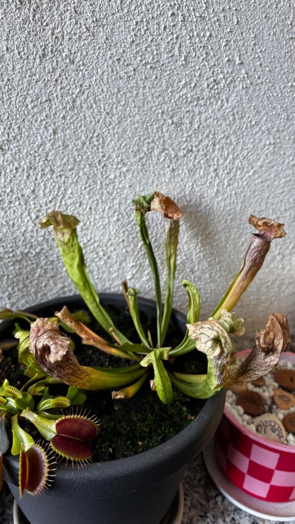 should I worry about my sarracenia?
