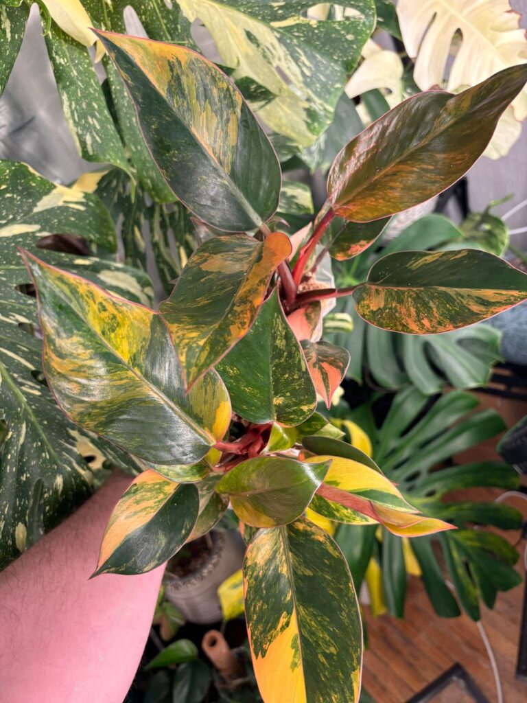 Very excited about these Variegated Red Congo, does anyone have photos of large, mature marbled ones?