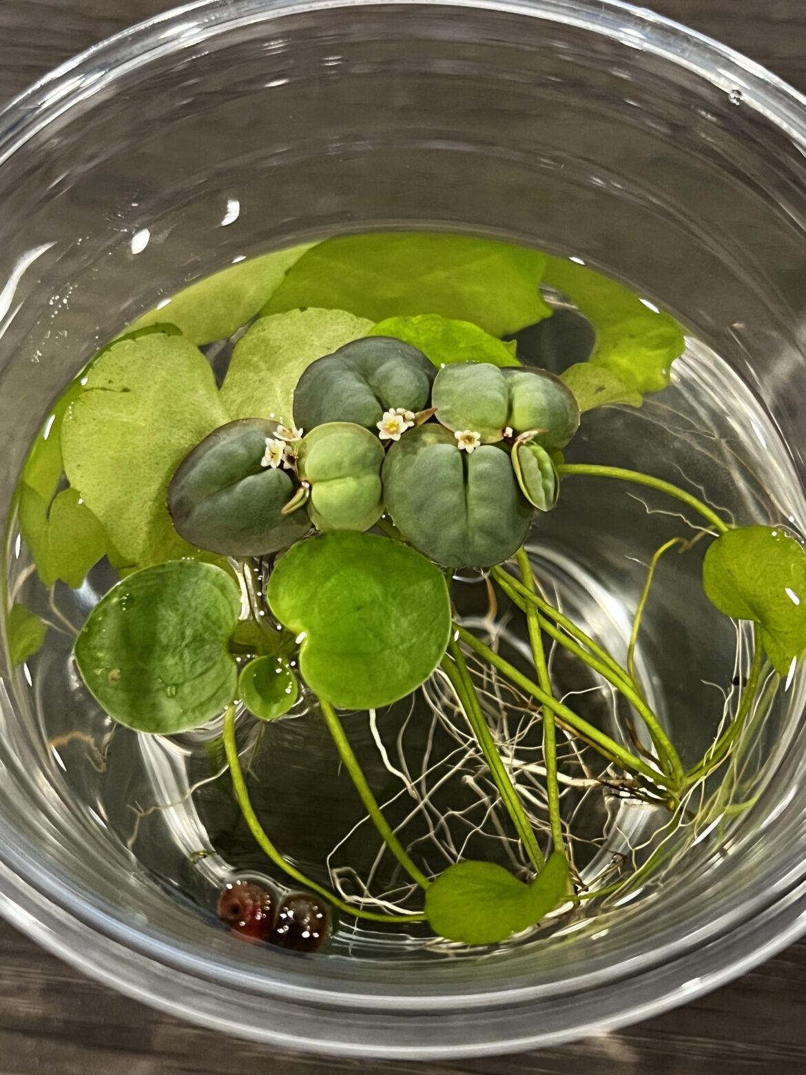 I’ve never seen a frogbit flower before