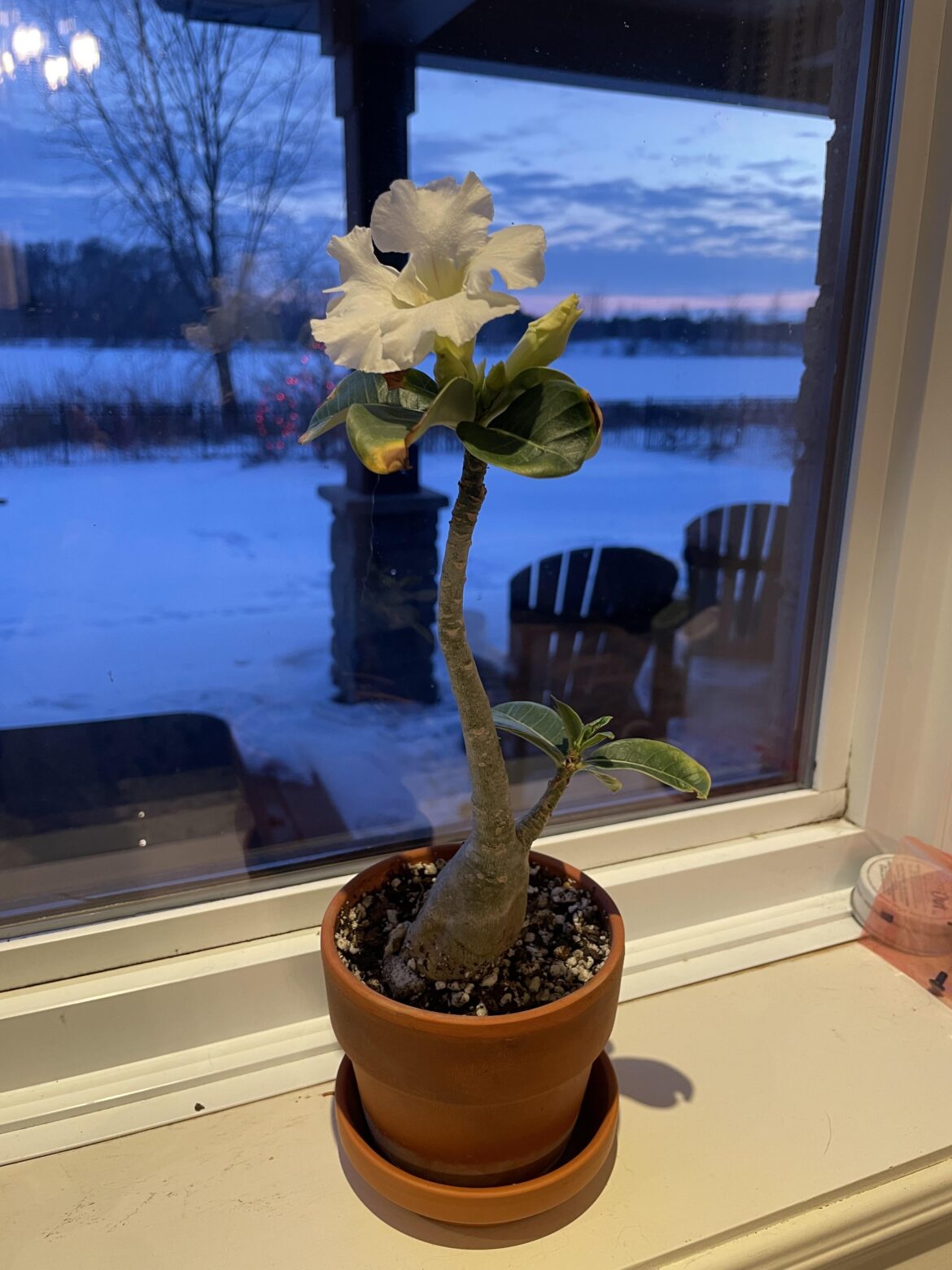 New to this plant. I was under the impression it would go dormant when I brought it in for winter. I guess I’ll start watering it again?