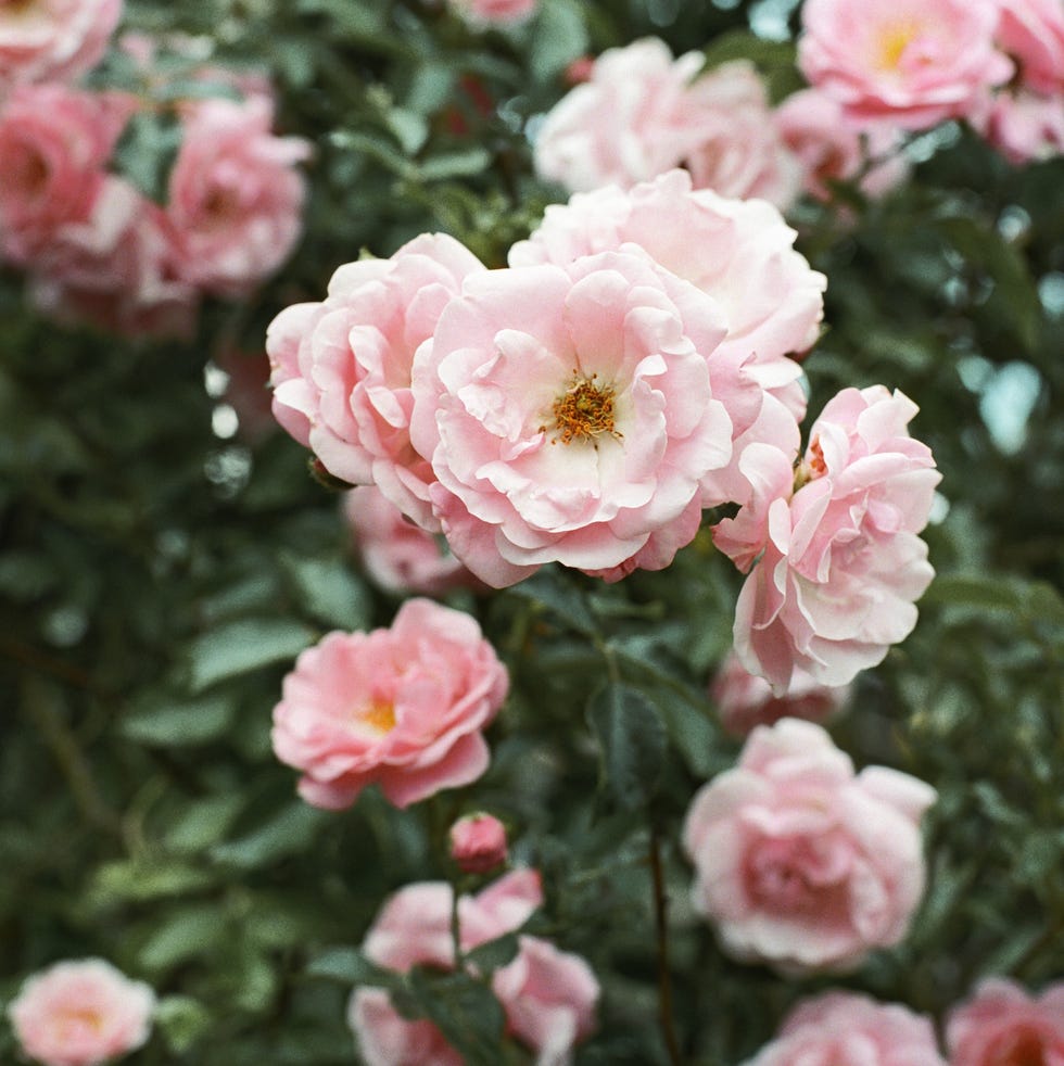 beautiful bush of blooming pink vintage roses in the garden.