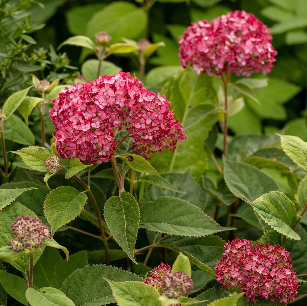 hydrangea arborescens magical pinkerbell flowers in garden. high quality photo
