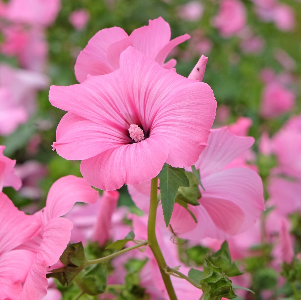 pink lavatera, 'summer cup', tree mallow in flower.