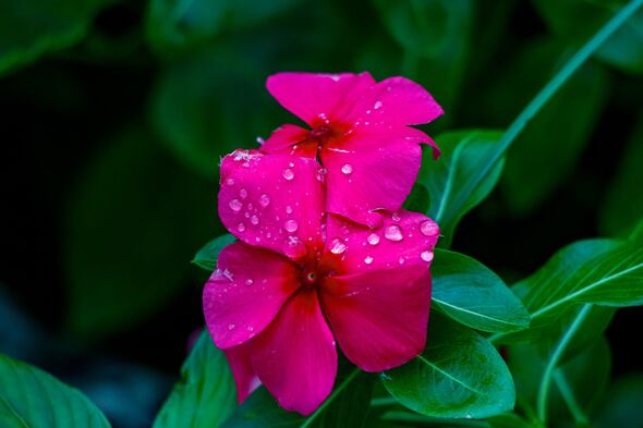 Pink vincas Pink vincas