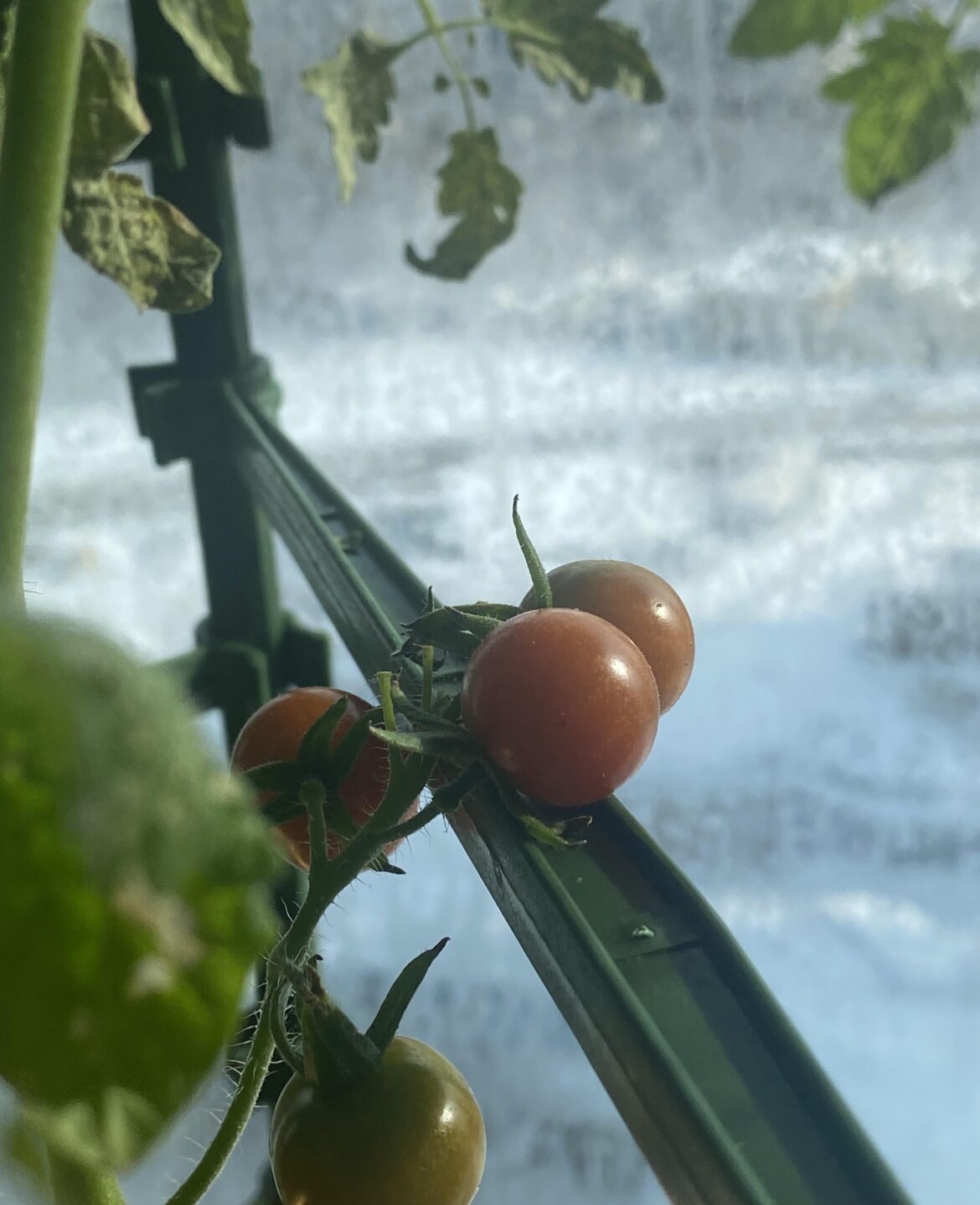 It is not much but it does delight me when my indoor tomato plant produces fruit