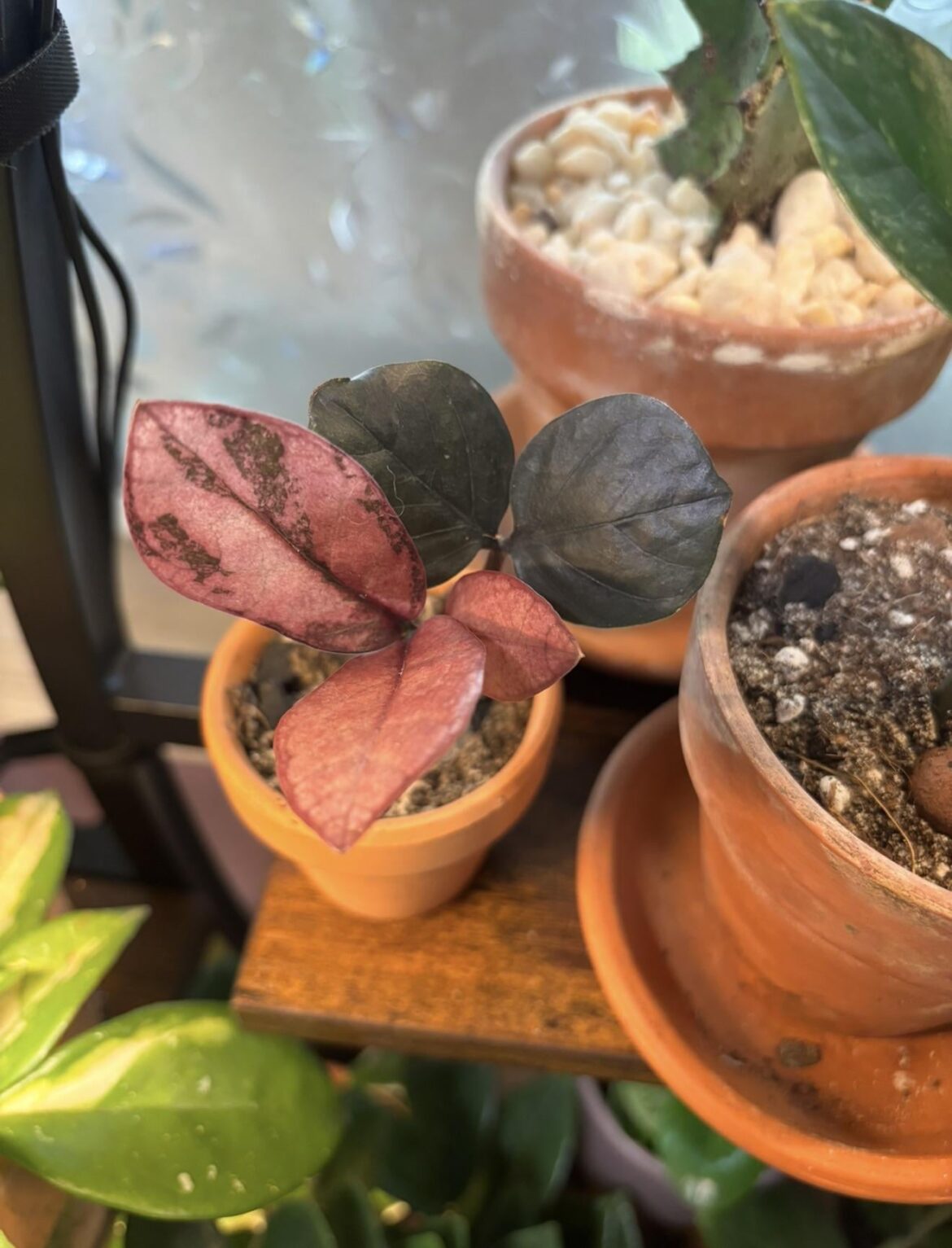 my teeny tiny most expensive plant