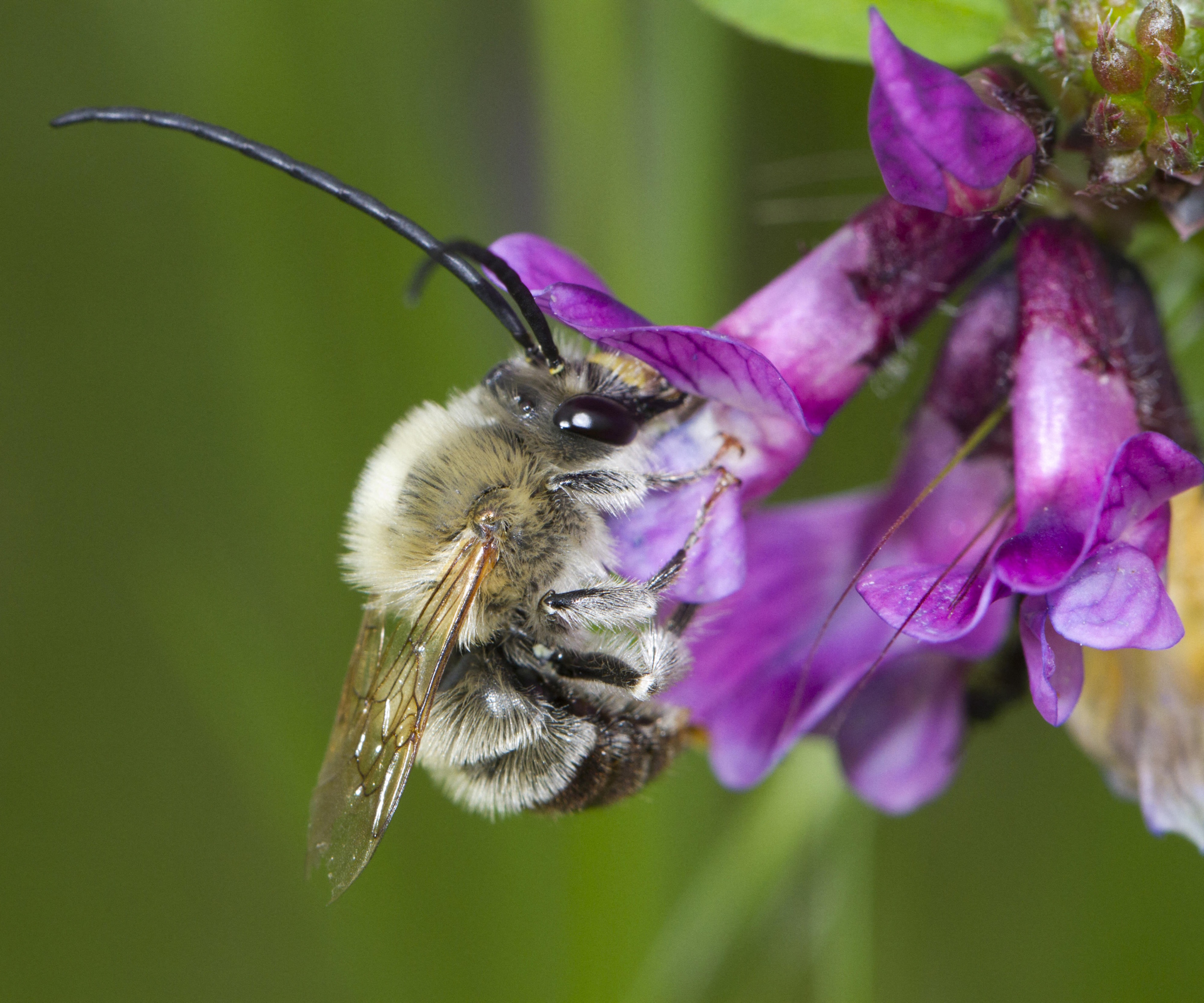 Long-horned bees