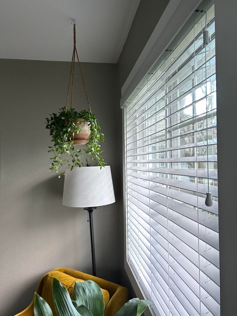 Is this a good spot for my hoya?