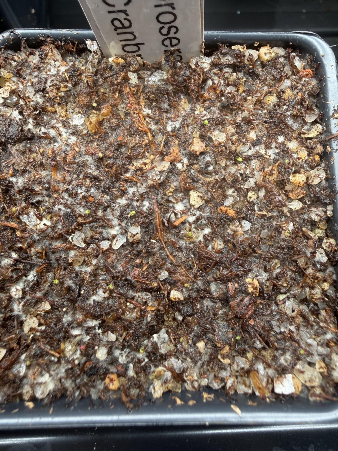 Flower pot fungus issues Flower pot fungus issues