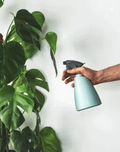 Spraying leaves with a little vinegar mixed with water will help keep plants healthier. Photo: Unsplash.