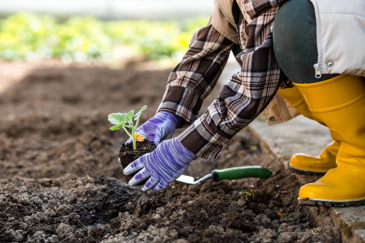 One gardener turned to Reddit to ask how they could turn their grass into a native plant garden without destroying the lawn.