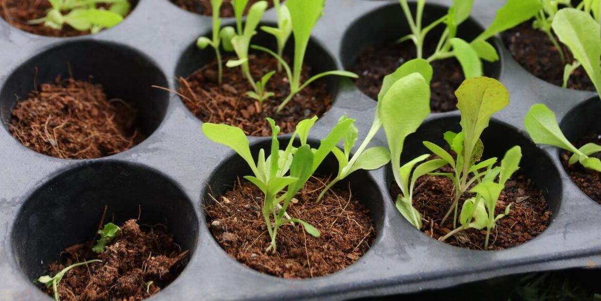 Don’t Bin Chocolate Boxes – Gardeners Are Using Them as Seed Trays
