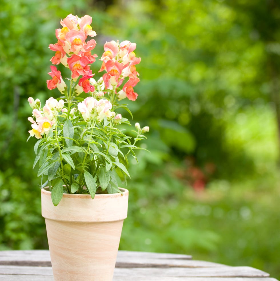 Flower pot with snapdragon flower pot in the garden, close up.