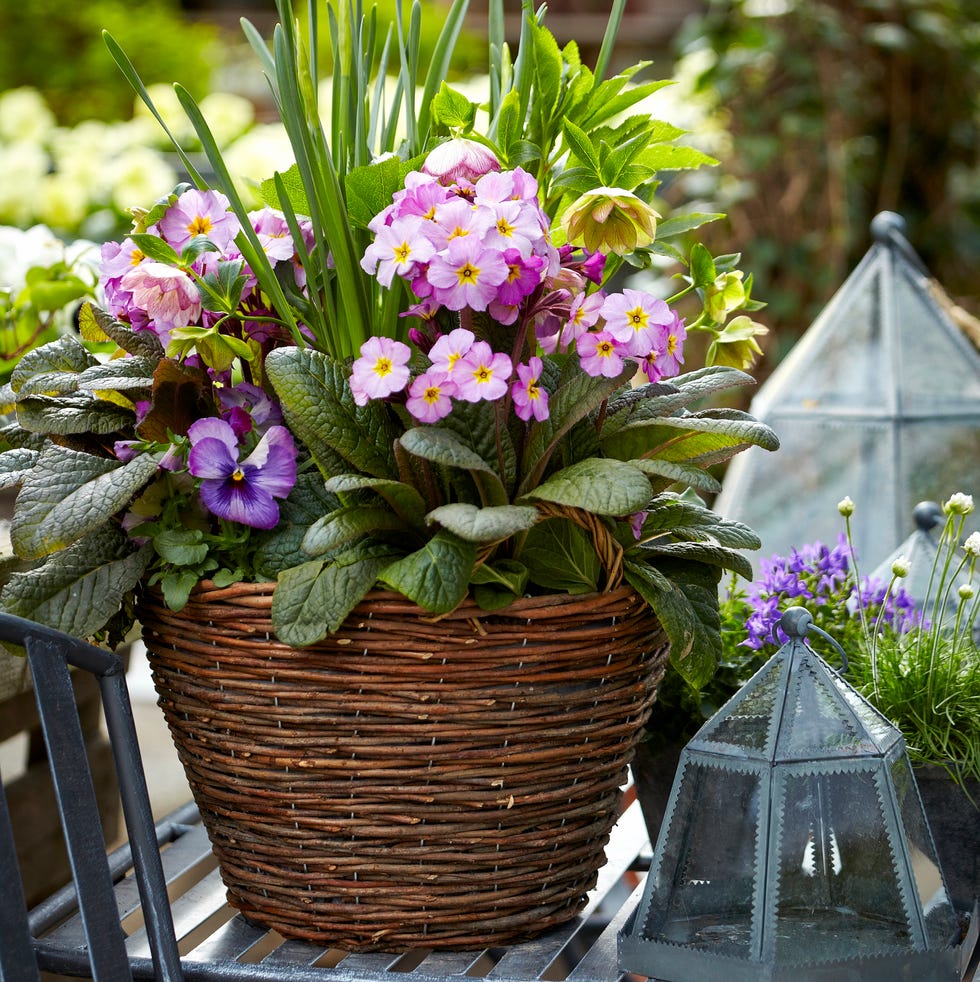 flowers growing in a pot flowers growing in a pot