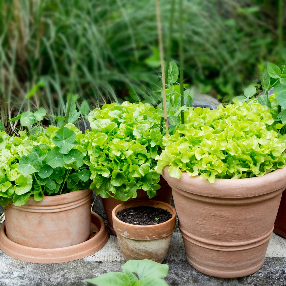 leafy greens in pots leafy greens in pots