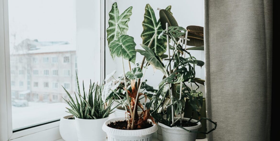 Can You Propagate Houseplants in the Winter? 10 Tips for Success
