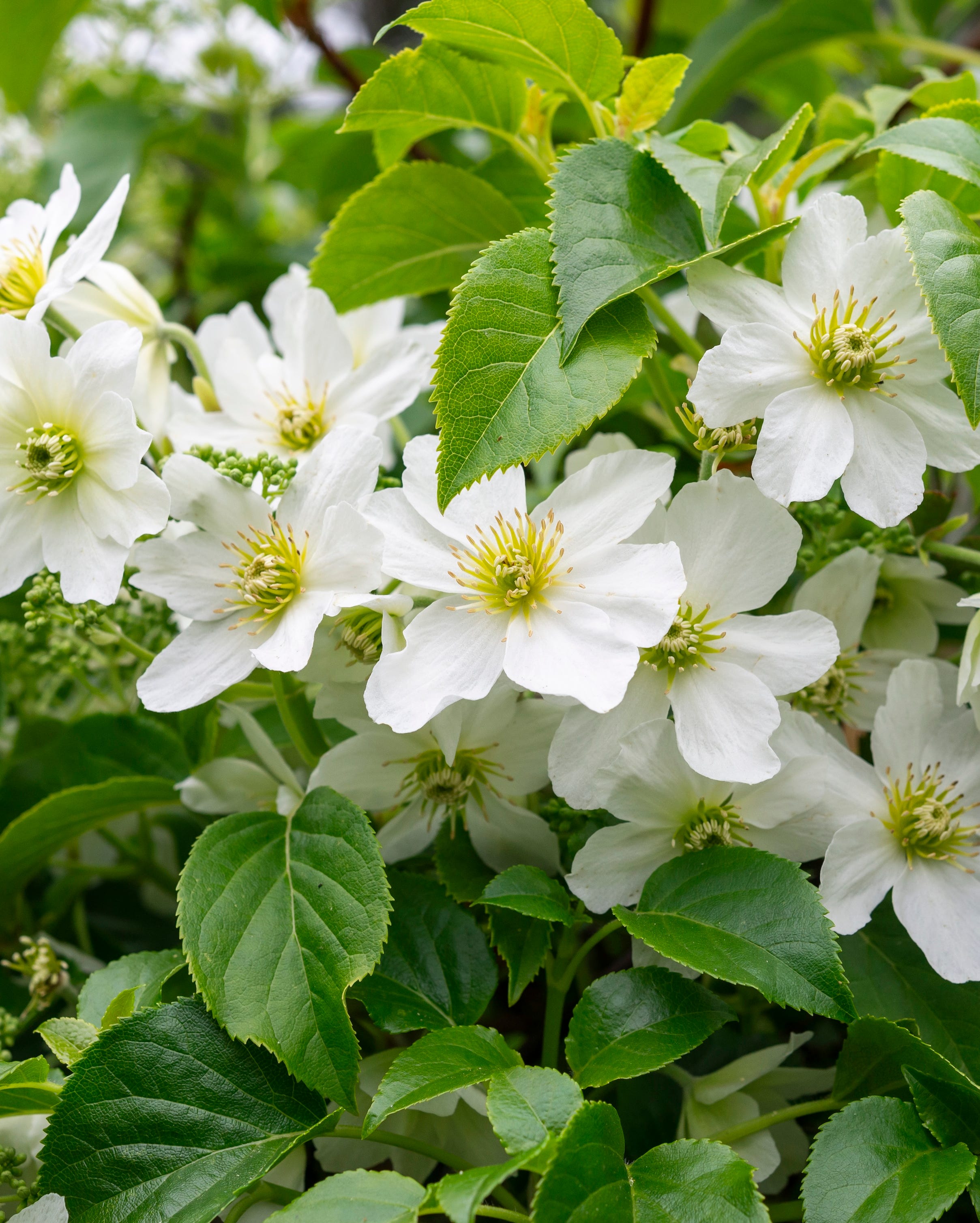 clematis flowers growing outside
