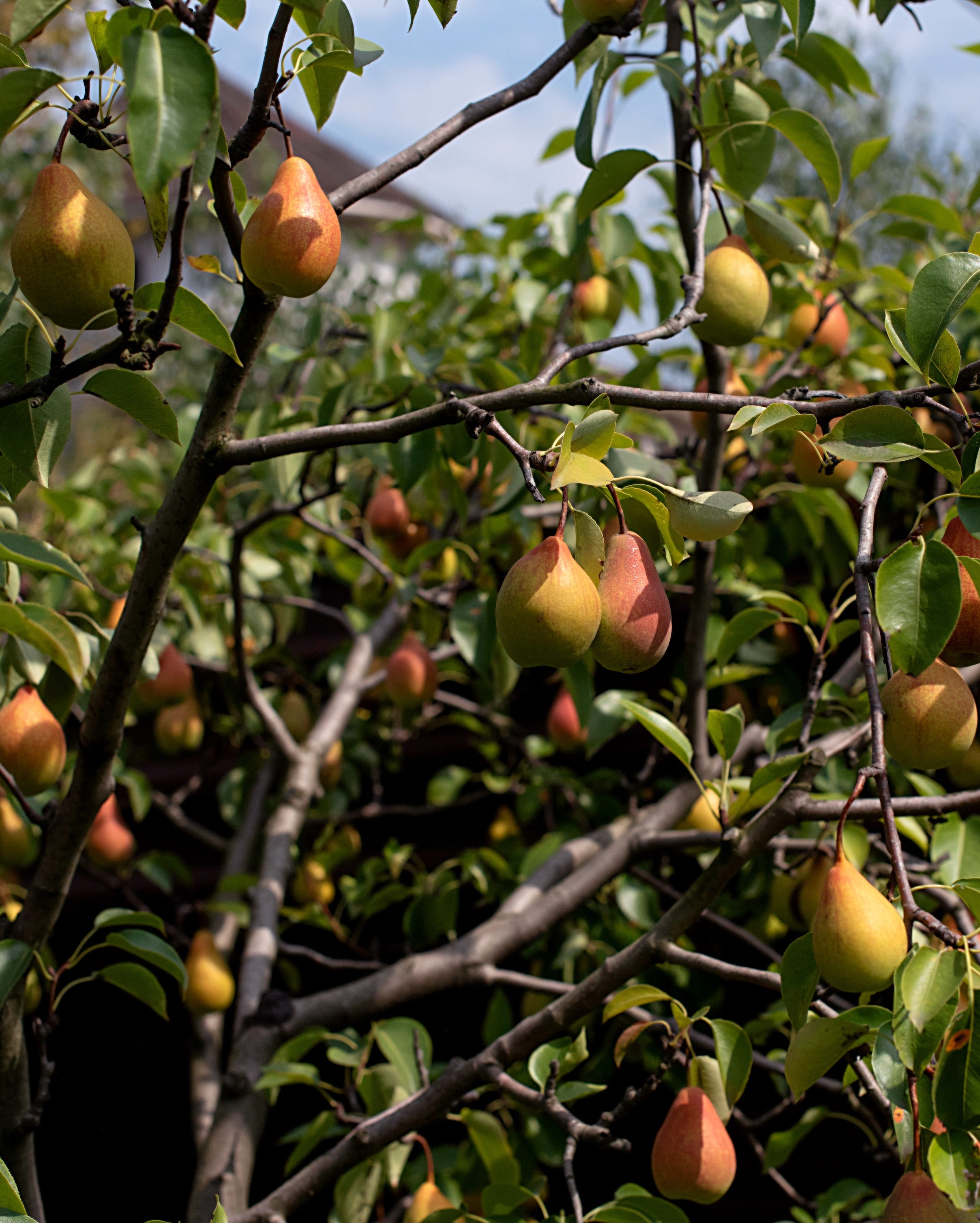 pears growing on tree in garden