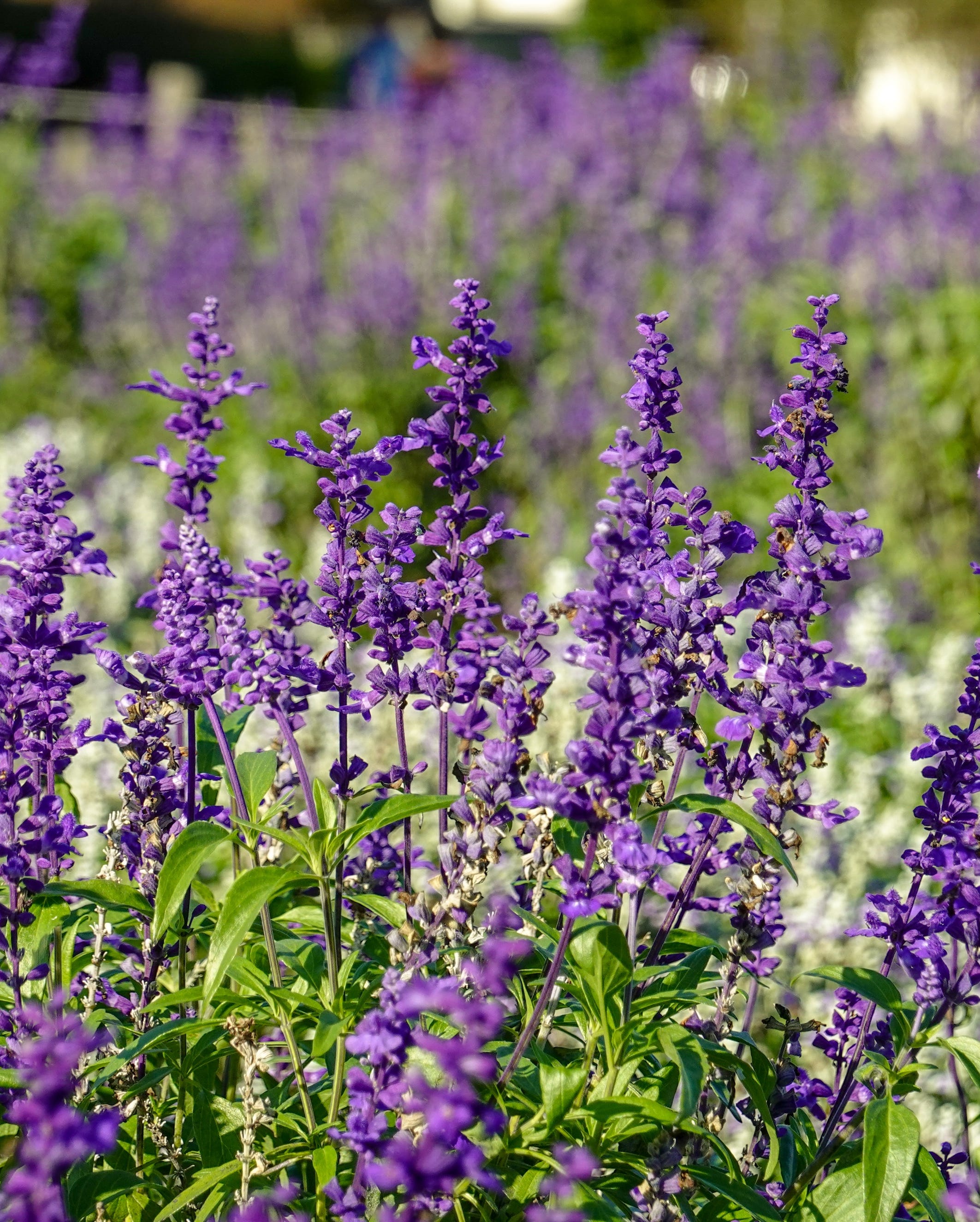 purple lavender growing outside