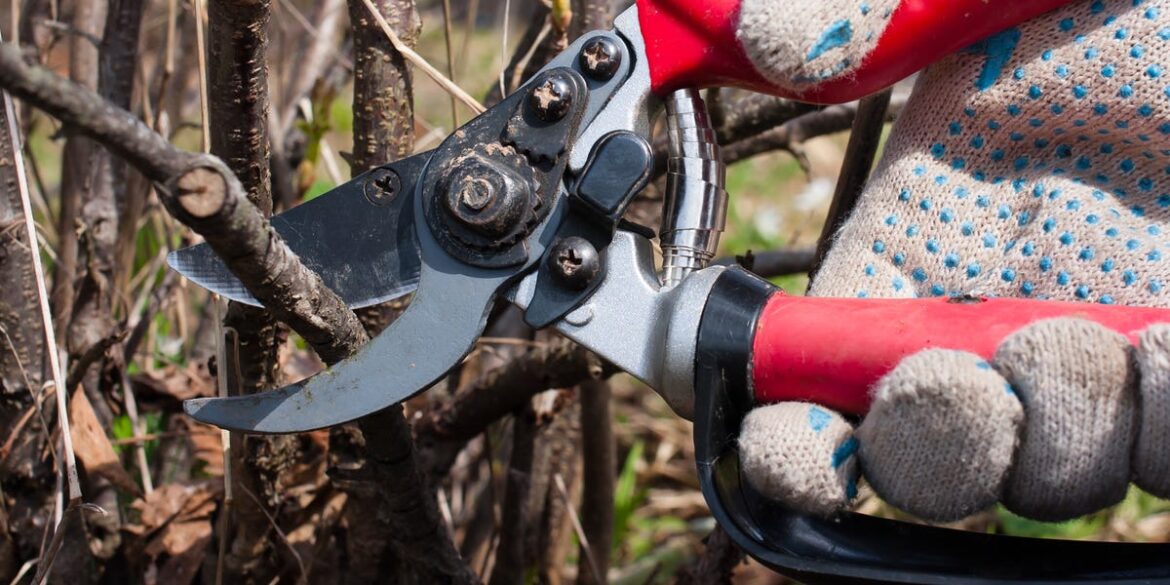 9 Plants To Prune In February For Healthier Spring Growth