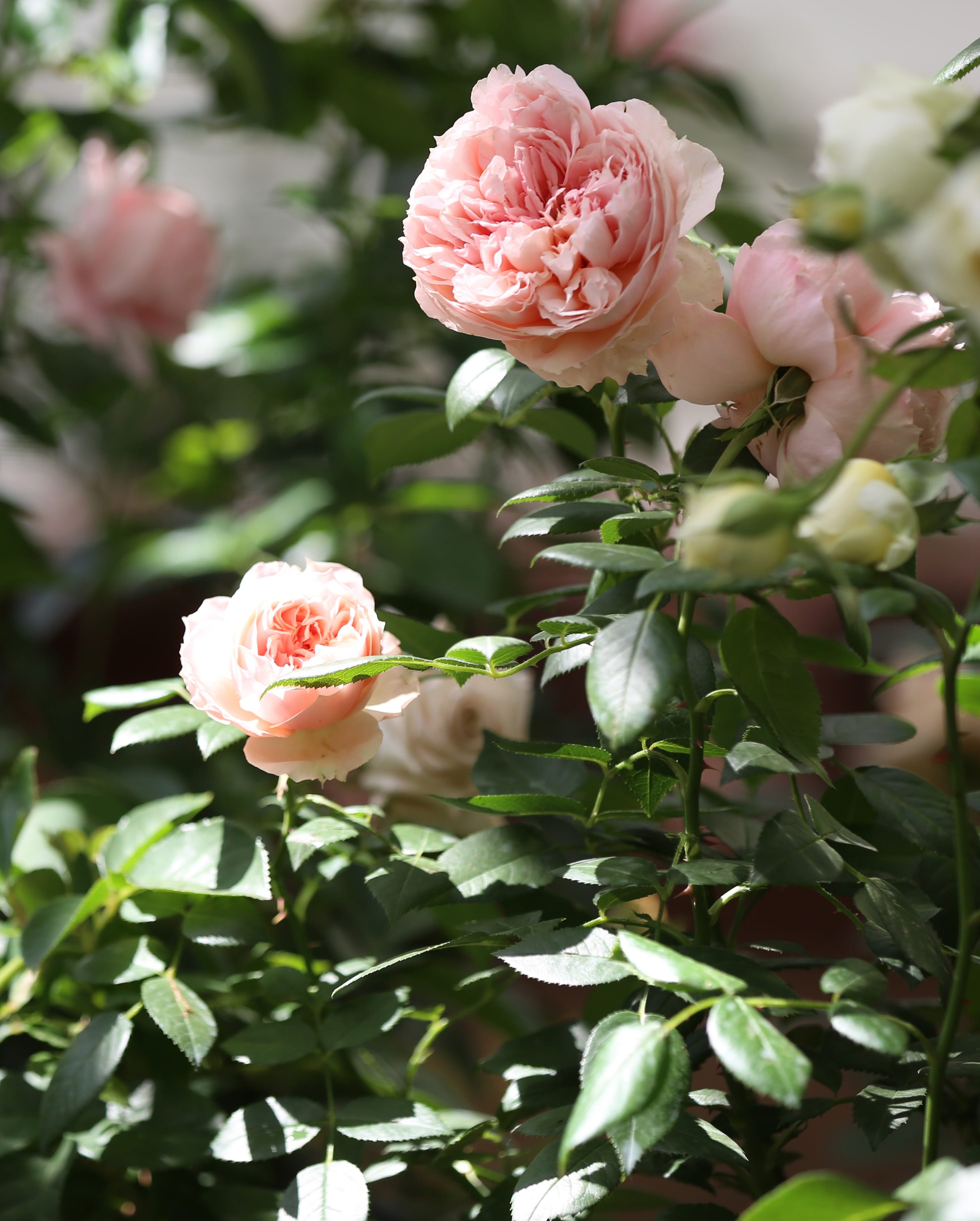 roses growing outside