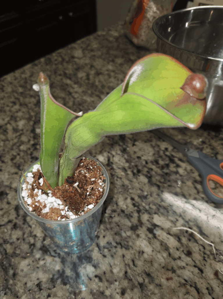 New Heliamphora! uncinata x parva (ex. hairy) New Heliamphora! uncinata x parva (ex. hairy)