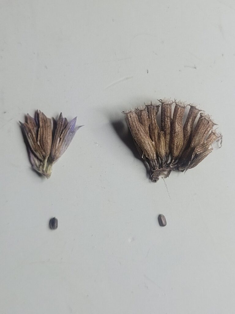 Guess that seed Guess that seed