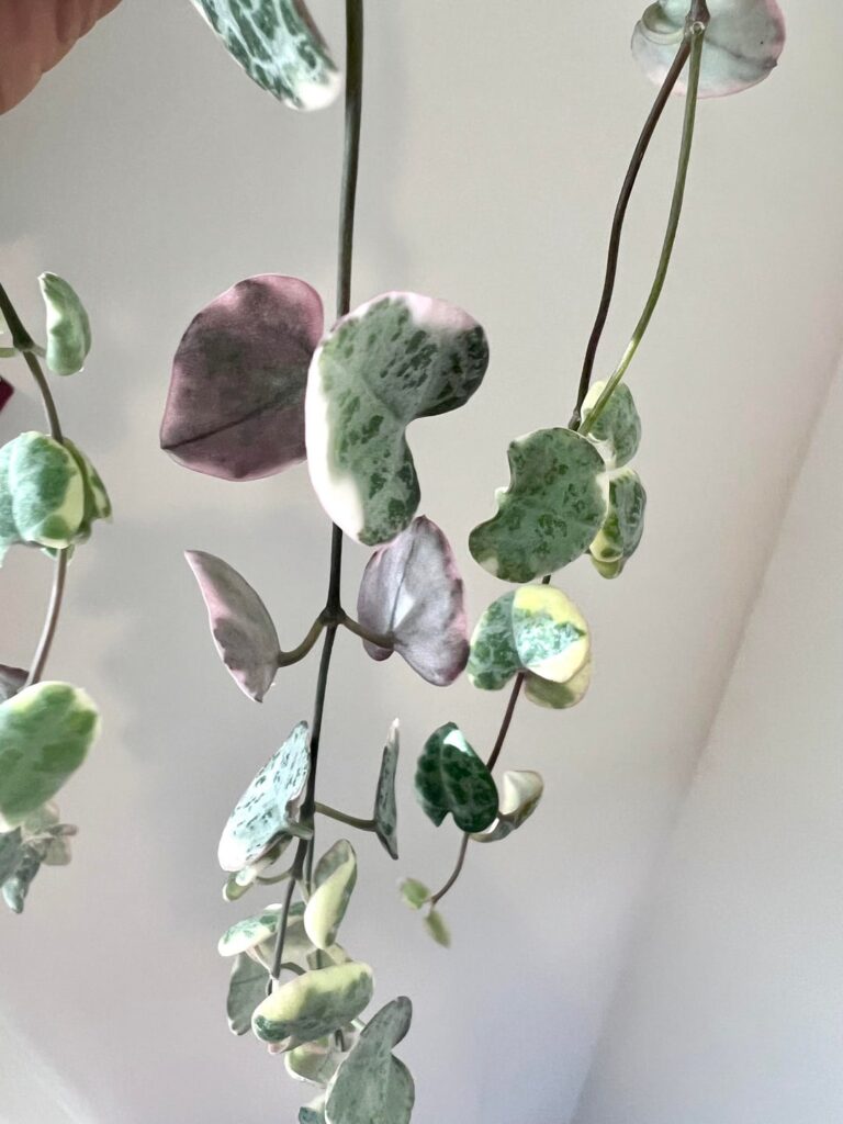 Happy Valentine’s Day ❤️String of Hearts Happy Valentine’s Day ❤️String of Hearts