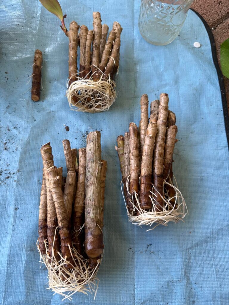 I think these are ready for pots…