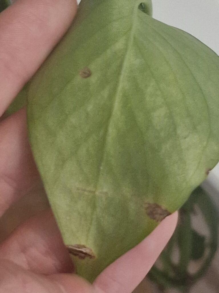Im probably overreacting, but is my pothos ok?
