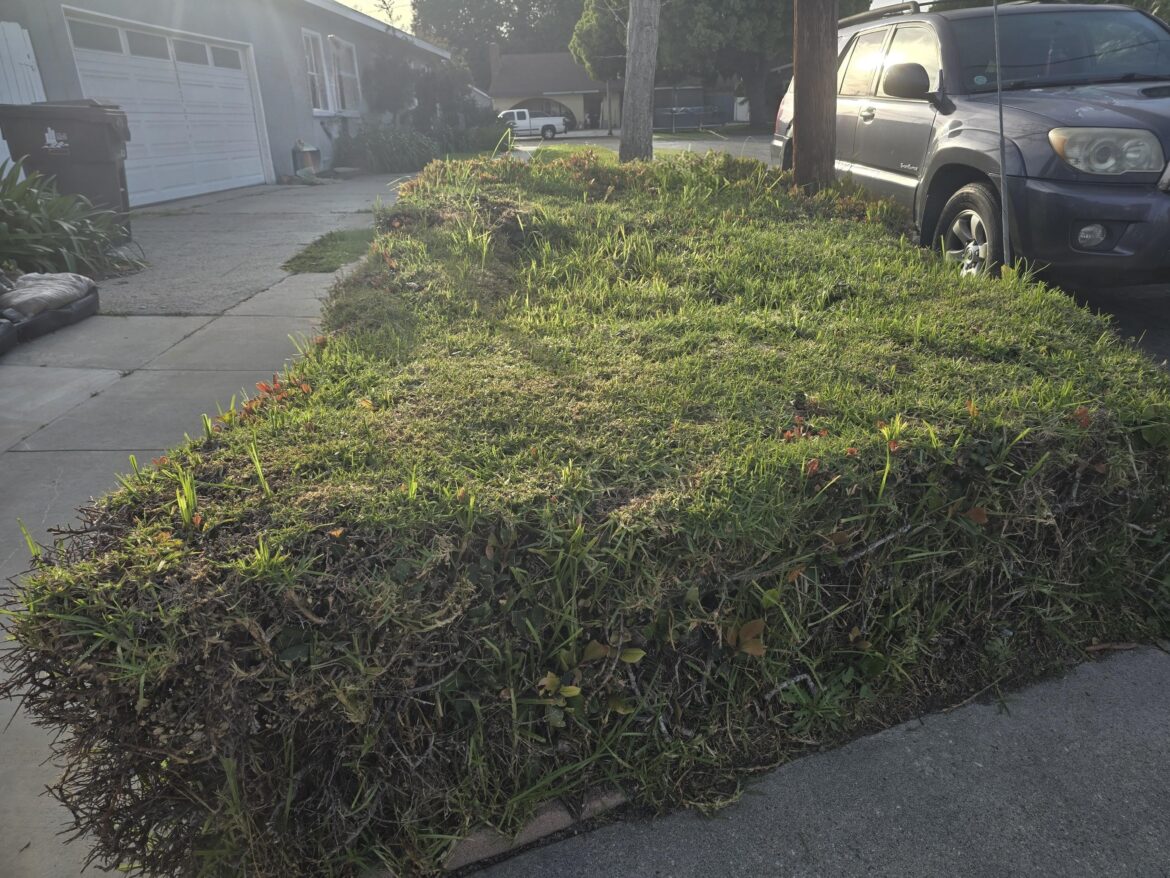 Umm. Not sure how they mow and fert. Zone 10b