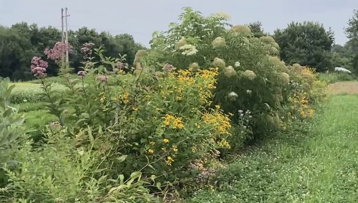 One gardener shared their incredible natural fence, which also served as a hub for pollinators, on Reddit.