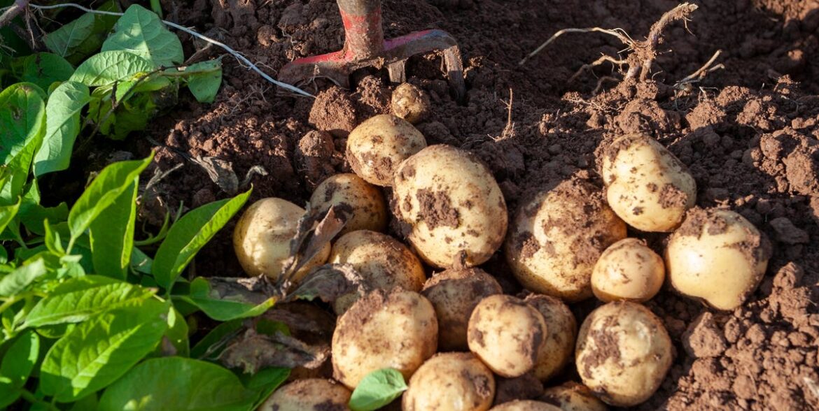 How To Chit Early Potatoes For A Better Harvest